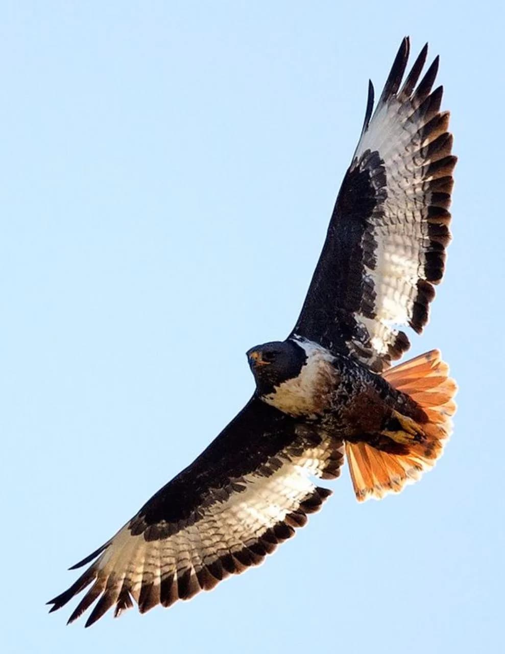 Birding