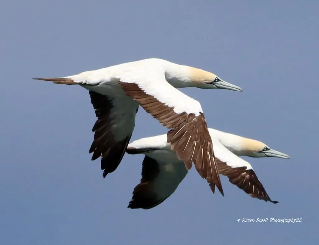 Two Cape gannets in flight